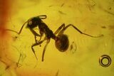 Fossil Ant (Formicidae) & Fly (Diptera) In Baltic Amber #72255-3